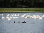 Brewer Park White Pelicans photo